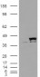Goat Anti-PPID / CyP-40 Antibody
